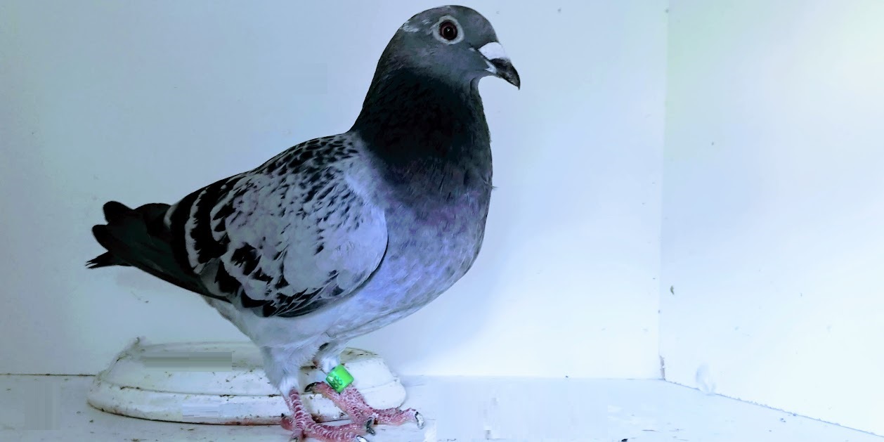 PIGEONS 4 SALE