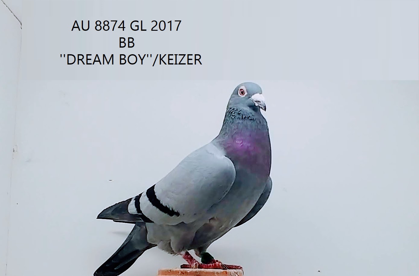 PIGEONS 4 SALE